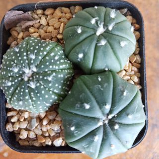 (ใส่โค้ดMAID317 ลดเพิ่ม 15%)แคคตัส แอสโตรไฟตัม แอสทีเรียส คละแบบคละลาย Astrophytum asterias