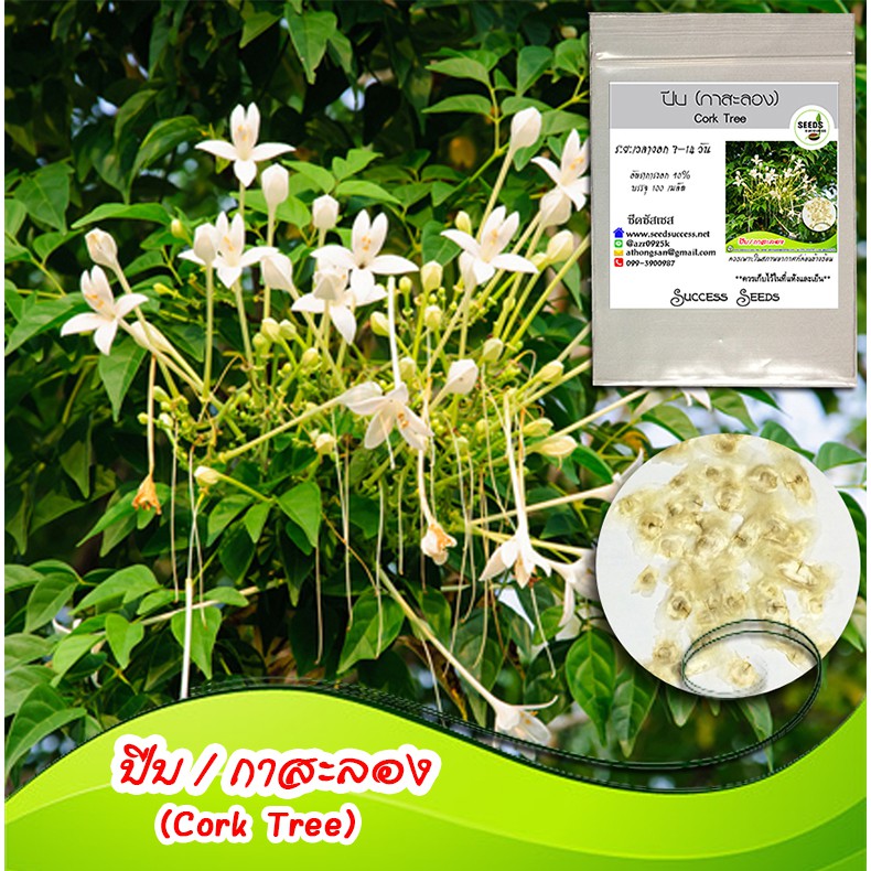 เมล็ดพันธุ์ปีบ กาสะลอง(Cork Tree) 100 เมล็ด