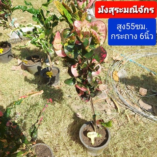 โกสน มังสุระมณีจักร 55ซม. กระถาง 6นิ้ว ต้นโกสน