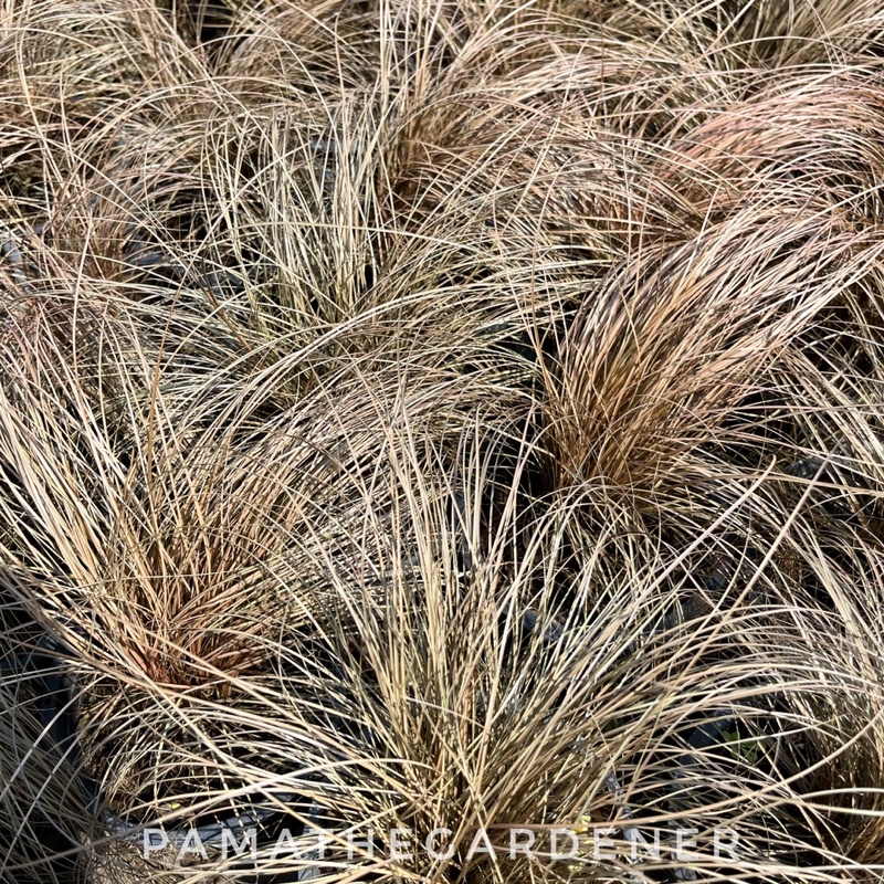 มุมมอง 2