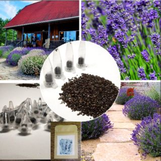 เมล็ดลาเวนเดอร์ Lavender Seeds