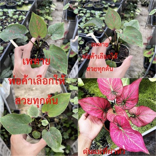 เพทายบอนสี สีหวานมาก บอนสีตัวเทพ บอนสีราคาส่ง caladium บอนสีไทย