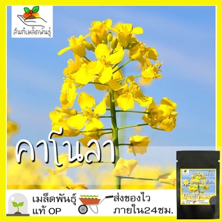 เมล็ดพันธุ์ คาโนลา 700 เมล็ด Canola RapeSeed เมล็ดพันธุ์แท้ นำเข้าจากต่างประเทศ ปลูกผัก สวนครัว ถูกดี เพาะง่าย โตไว