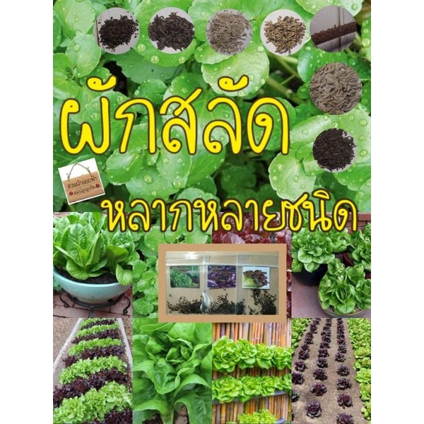 เมล็ดผักสลัดต่างๆ เมล็ดนำเข้าแท้Op | Shopee Thailand