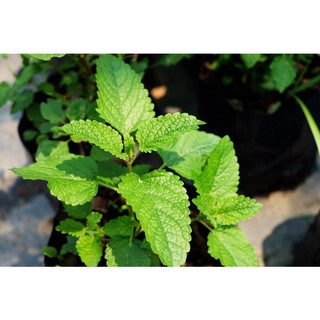 เลม่อนบาล์ม Lemon balm/ ขนาดถุง 4*8 นิ้ว สมุนไพรฝรั่ง