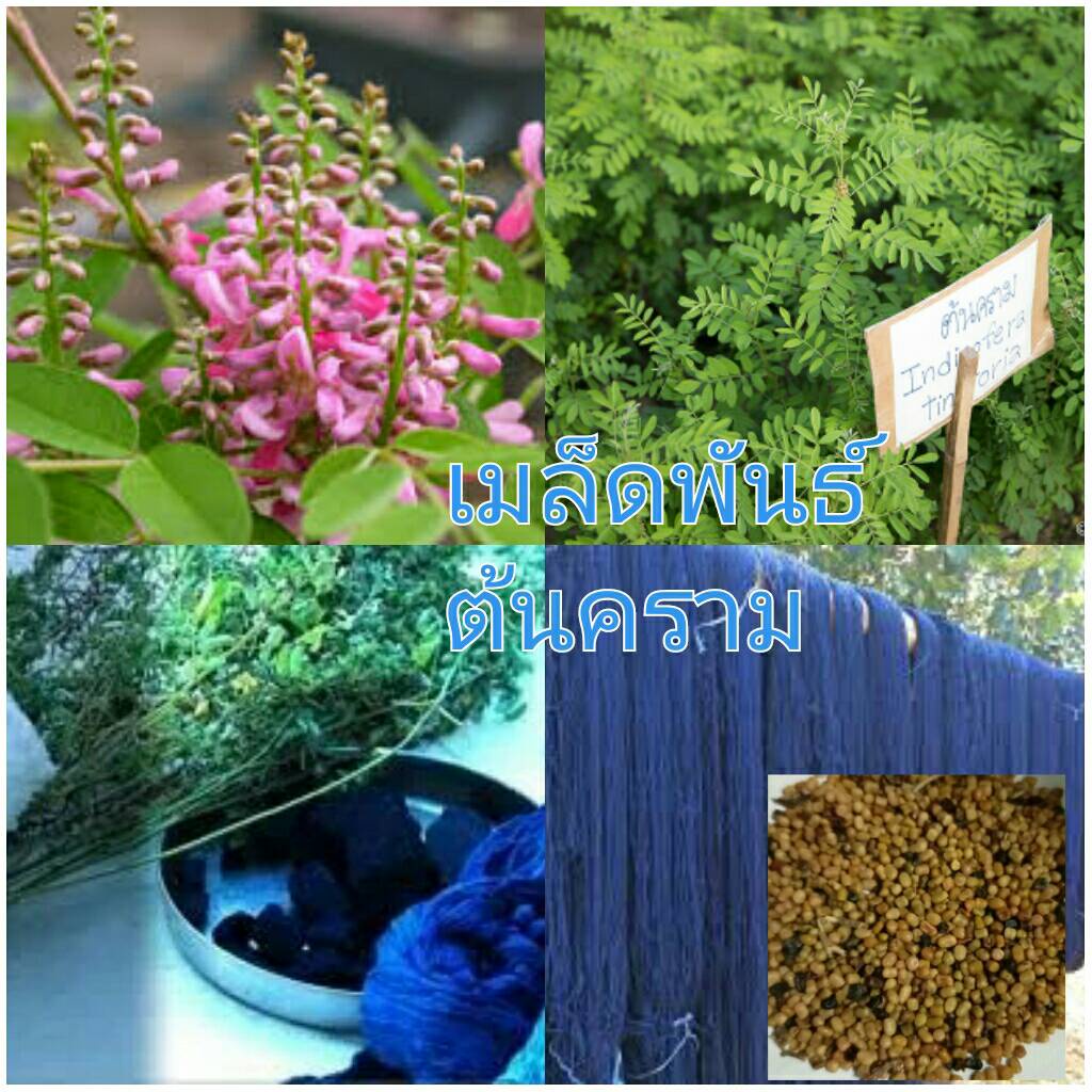 เมล็ดครามของแท้300เมล็ด70บาทสำหรับเพาะปลูก