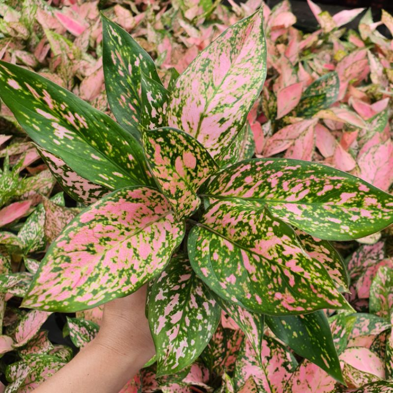 มุมมอง 3