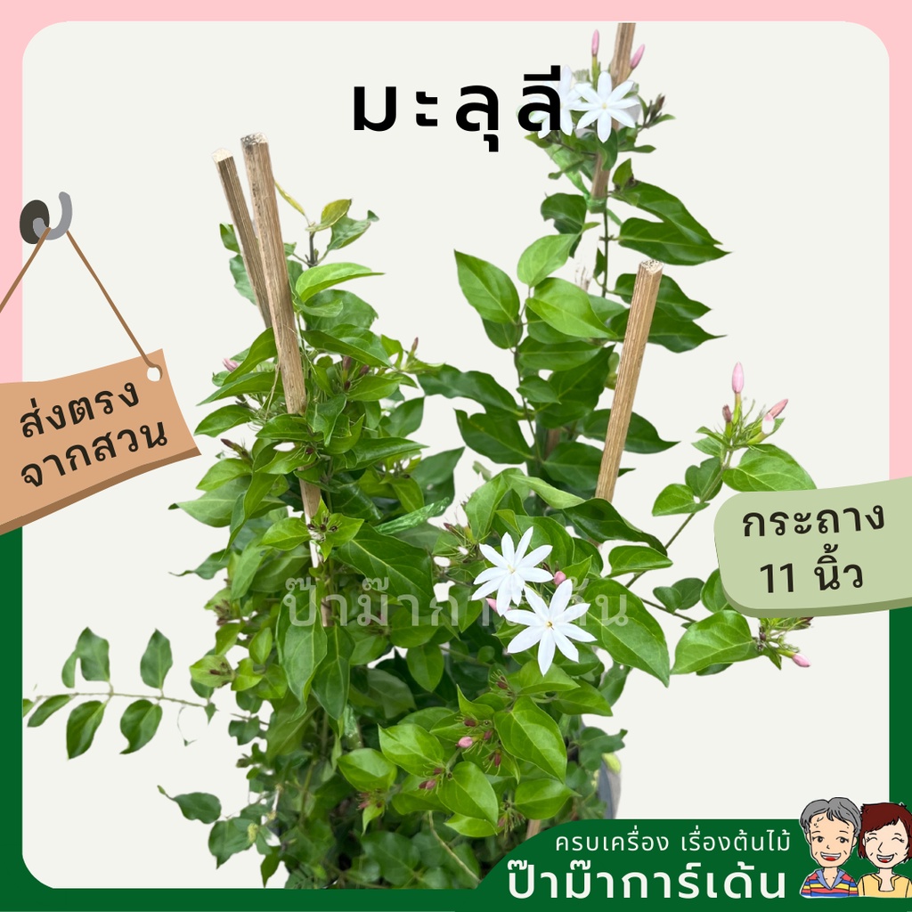 มุมมอง 3