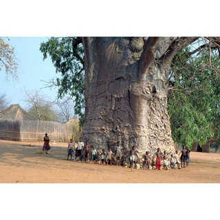 เมล็ดต้นไม้ยักษ์ เบาบับดิจิทาทา - Adansonia digitata baobab