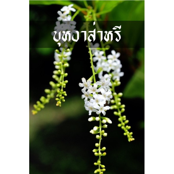 บุหงาส่าหรี ต้นปลูกหอมจนเทวดาต้องตามมาดม ต้นสวยพร้อมส่งครับ