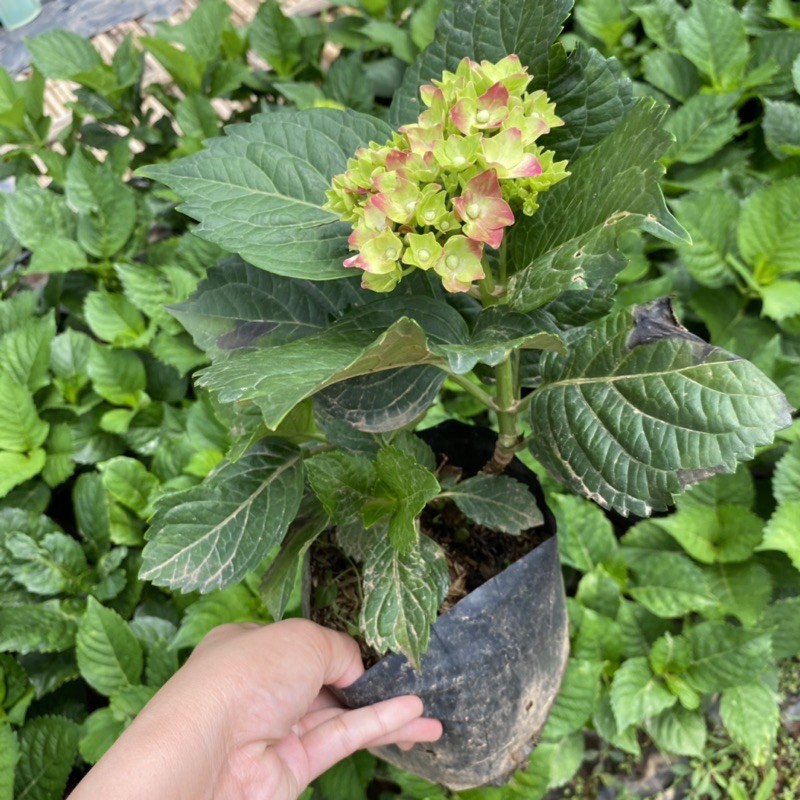 ต้นไฮเดรนเยีย พันธุ์หนัก Hydrangea  (ติดดอก) ดอกแดง สีสวย  แบบถุง - รูปที่ 4