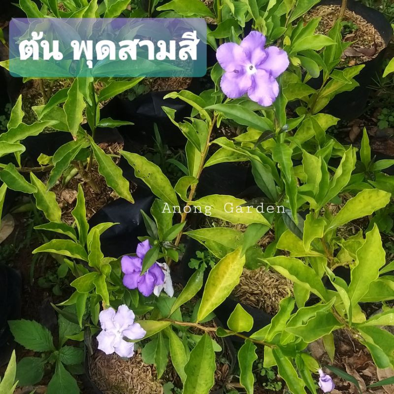 ต้น พุดสามสี (พุด 3 สี) ต้นละ 59 บาท ดอกหลากสี มีกลิ่นหอม