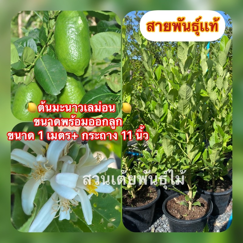 ต้นมะนาวเลม่อนสายพันธุ์ยูเรก้า 🍋 กระถาง 11 นิ้วขนาดพร้อมออกลูกขนาด 50-100cmเป็นพุ่ม