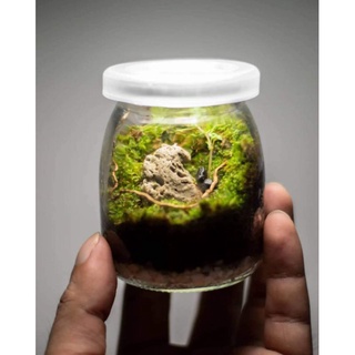 สวนขวดแก้ว(Terrarium)ขนาดเล็กมินิมอล