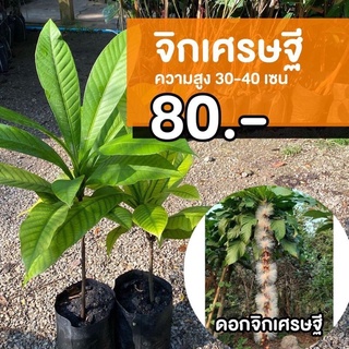 ต้นจิกเศรษฐี (จำนวน 1 ต้น) 10-15 ซม. #จิกเศรษฐี ไม้มงคล ไม้ล้อม