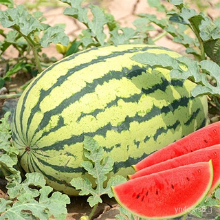 （อัตราการปลูกสูง）Ministar Seeds Giant Watermelons Seeds Delicious Chinese Fruit WaterMelon Seeds(เมล็ดพันธุ์พืช เมล็ดดอก