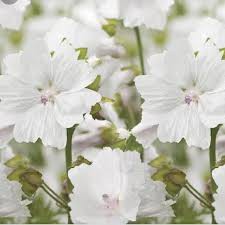 หัวน้ำหอม White Musk 004422 สินค้าเป็นวัตถุดิบเครื่องสำอางค์