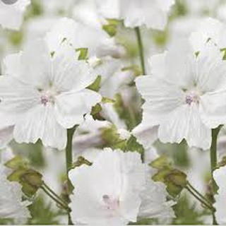 หัวน้ำหอม White Musk 004422