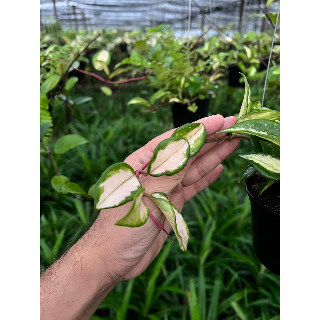 มุมมอง 4