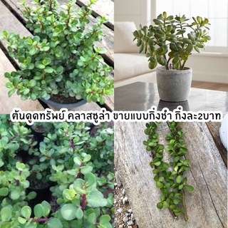 ต้นดูดทรัพย์ คลาสซูล่า ขายแบบกิ่งชำ ซื้อขั้นต่ำ 10 กิ่ง