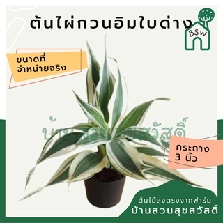 ต้นไม้มงคล 20 บาท 5 แถม 1 ต้นไม้ฟอกอากาศ ไม่มีขั้นต่ำการสั่ง อัพเดตทุกเดืแน