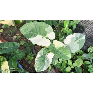 ออดิบด่างขาว Colocasia Thai giant variegated บอนที่มีใบขนาดใหญ่