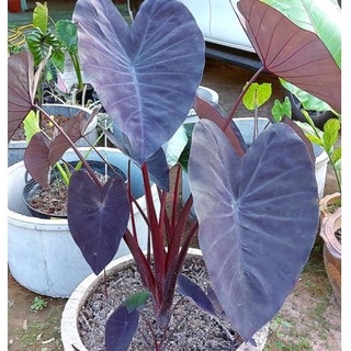 ☘️โคโลคาเซีย แบล็กเมจิก (Colocasia Black Magic)