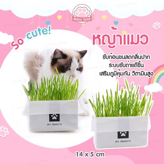 พร้อมส่ง 📌📌หญ้าแมว ชุดปลูกต้นอ่อนข้าวสาลี เหมาะสำหรับสัตว์เลี้ยง เช่น แมว สุนัข กระต่าย หนู กระรอก เต่า ชูการ์