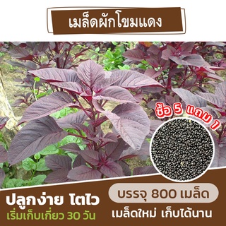 เมล็ดผักโขมแดง แบ่งขาย 800 เมล็ด (ซื้อ 5 แถม 1) คละชนิดได้