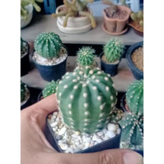 echinopsis subdenudata หรือ นูปต้า ส่งพร้อมกระถาง