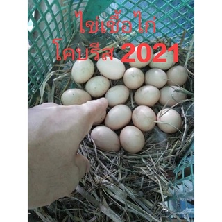 ไข่เชื้อไก่โคบรีส2021ขาย1ชุด5ฟอง199บาท