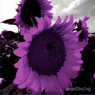 Sunflower Flower Seeds High Germination Tropical Flower Seed手链/芹菜/seeds/头饰/帽子/园艺/玫瑰/香菜/种子/文胸/ K4PW