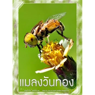 เมธิลยูจินอล สารล่อแมลงวันทอง สารดึงดูด กำจัดแมลงวันทอง ในสวน ( 30 ซีซี )