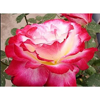 เมล็ดพันธุ์ กุหลาบ Flower Fairy Rose Seeds ดอกใหญ่ ดอกหอม นำเข้าจากต่างประเทศ 30 เมล็ด