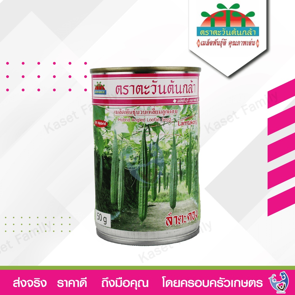 บวบเหลี่ยมลำตะคอง 50 กรัม / 100 กรัม เมล็ดบวบ ตราตะวันต้นกล้า