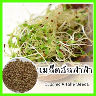 พร้อมส่ง ❗ รหัส 066 เมล็ดพันธุ์แท้ OP แท้ เมล็ดอัลฟาฟ่า - Organic Alfalfa Seeds เมล็ดออแกนิค เมล็ดนำเข้า