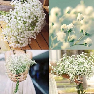 （อัตราการปลูกสูง）บอนสี 100เมล็ด เมล็ดพันธุ์ Gypsophila Seeds เมล็ดบอนสี บอนสีหายาก เมล็ดดอกไม้ ไม้ประดับ ต้นไม้ตกแต่ง ไม