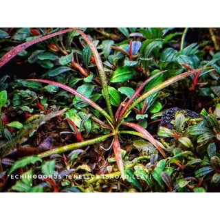 Echinodorus tenellus (broad leaf) ไม้หน้าตู้ ไม้น้ำ ใบสีม่วงตอนโดนแสง