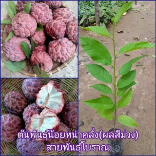 ต้นพันธุ์น้อยหน่าครั่ง(พันธุ์แท้ดั่งเดิม)เพาะเมล็ดความสูง30-40ซม.