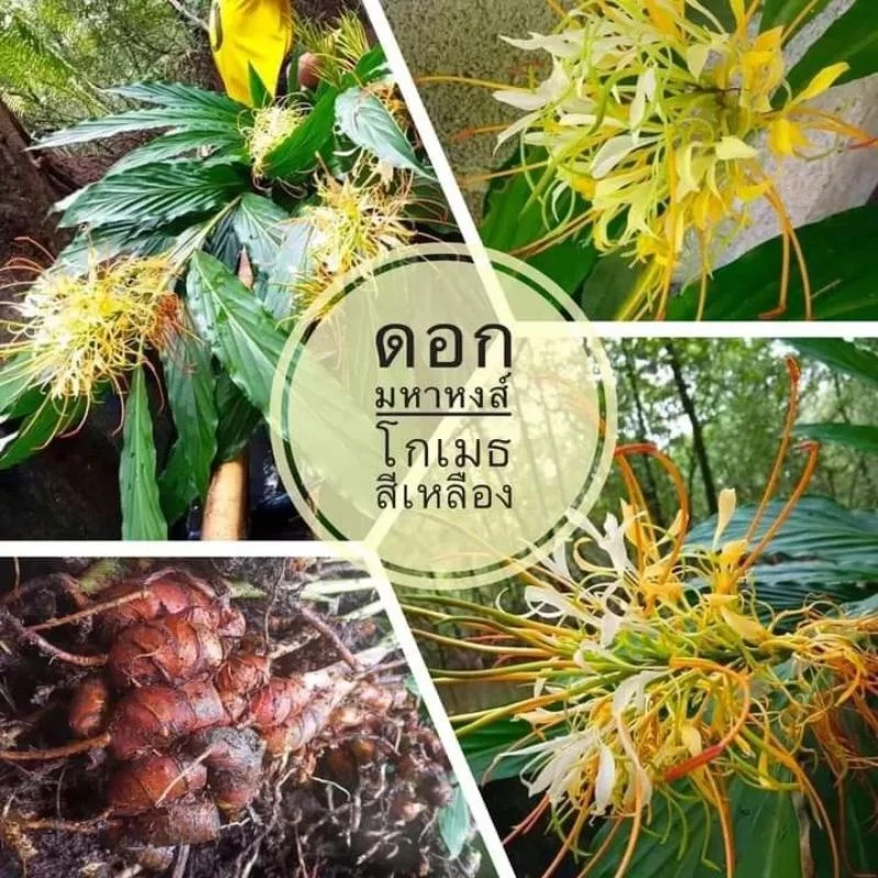 ดอกมหาหงส์เหลือง ชุดละ1หัว ถูกมาก โกเมธเหลือง หายากแล้ว กลิ่นหอมมาก ไม้มงคล ว่านมงคล ไม้ดอกไม้ประดับ