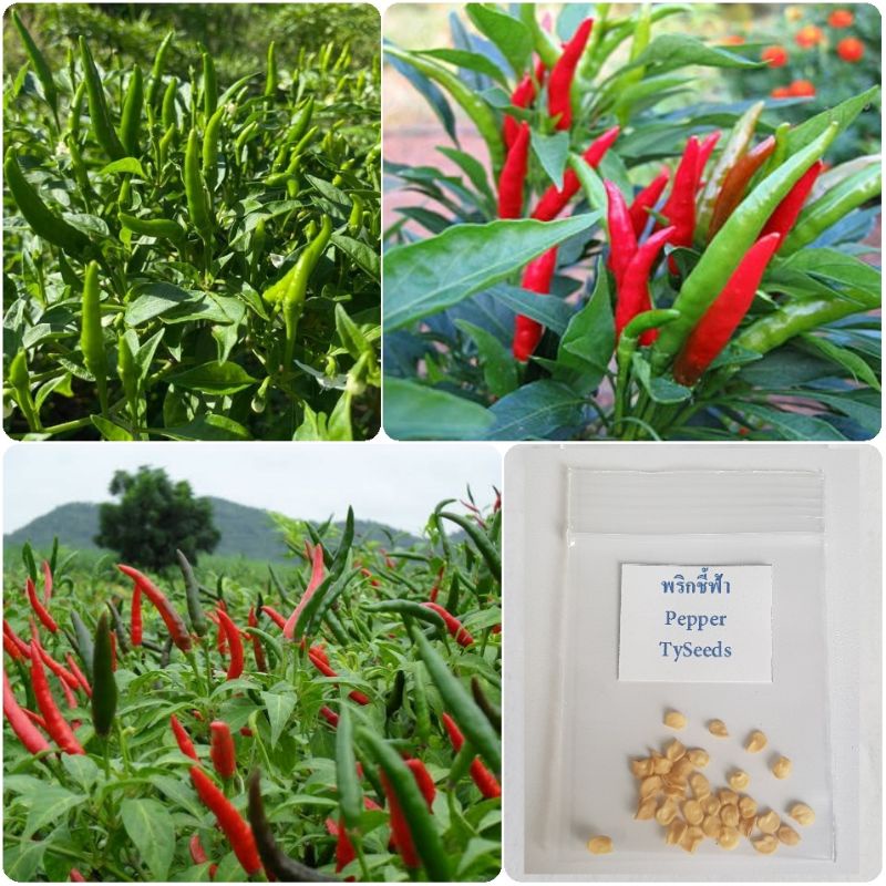 เมล็ดพันธุ์ พริกชี้ฟ้า 30 เมล็ด [ 10แถม2 ]คละได้