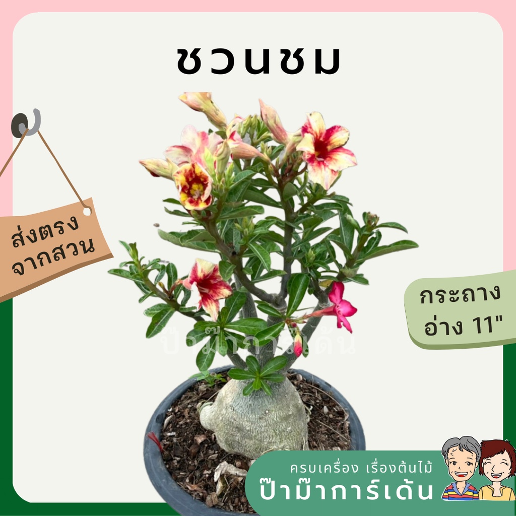 มุมมอง 2