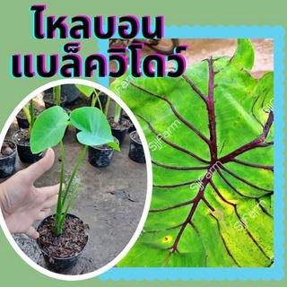 ต้นไหลบอนแบล็ควิโดว์ 1 กระถางcolocasia black widow ก้านกระดูกดำ จัดเป็นน้องชายฟาโรห์ จัดส่งพร้อมกระถาง