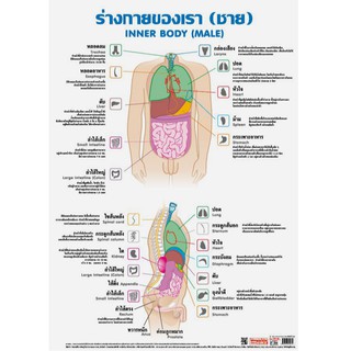 โปสเตอร์พลาสติก PP อวัยวะในร่างกายชาย #EP-064