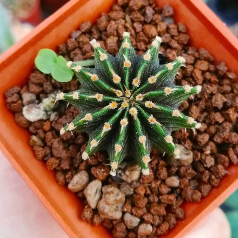 กระบองเพชร​ยิมโนแอลบี2178แท้13พู(Gymno LB2178)​