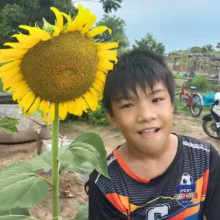 เมล็ดพันธุ์ทานตะวัน 50 เมล็ด อะควาร่า 6 ดอกใหญ่เหลืองสวยงาม ทนแล้ง ให้ผลผลิตสูงใจ