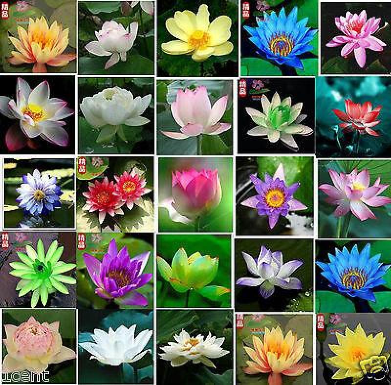บัวจิ๋วญี่ปุ่น บัวคละสี ของแท้ 100% เมล็ดพันธ์ุบัวพันธุ์แคระ บัวน้ำ ต้นไม้มงคลแคระ Mini Lotus Waterlily Seeds 20 เมล็ด