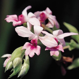 เอื้องการันเท เอื้องอั่วพวงมณี เอื้องน้ำเต้า Calanthe rubens Ridl หายากมาก ดอกสวย