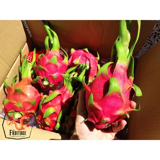 แก้วมังกร นำเข้าจากเวียดนามแท้ DRAGON FRUIT (4ลูก) (นำเข้า Vietnam) ~ลดพิเศษ~ส่งฟรี~ สดใหม่ แคลอรี่ต่ำ แก้วมังกรสีขาว