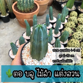 🌵ไม้ลำแต่งสวน ตอ บลู (ตอสีเขียวอมฟ้า) 💙 กระถาง 3 นิ้ว ขนาดลำต้นสูง 6-11 cm ความอ้วน 4-5 cm จ้า ไม้ลำ ไม้กราฟ